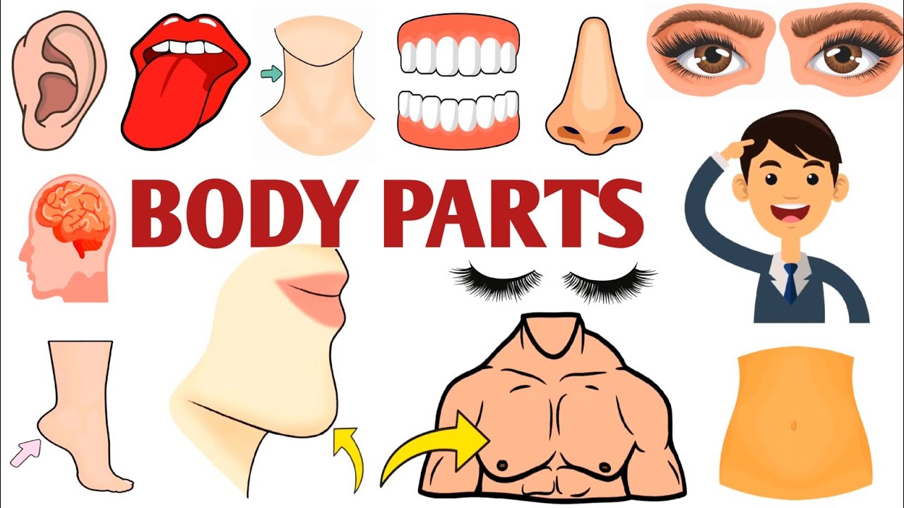 Parts of the Body | Parts of the Body for LKG Kids | Learn Body Parts & Sense Organs | #partsofbody 