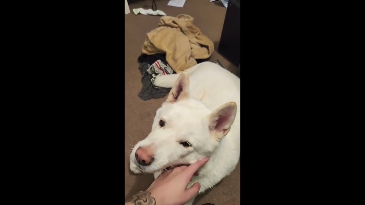 Cute dog