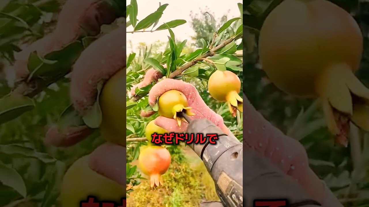 果物をドリルで削る驚きの理由
