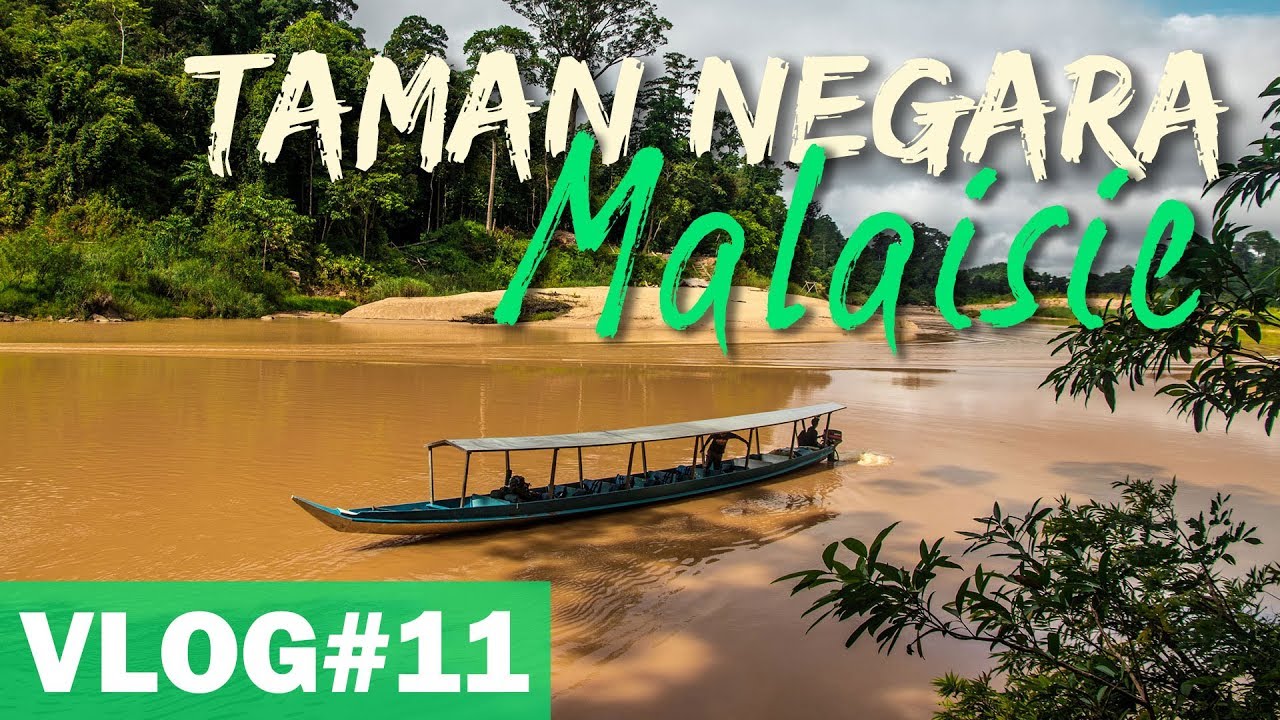 MALAISIE | TREK DANS LA JUNGLE DE TAMAN NEGARA - VLOG #11