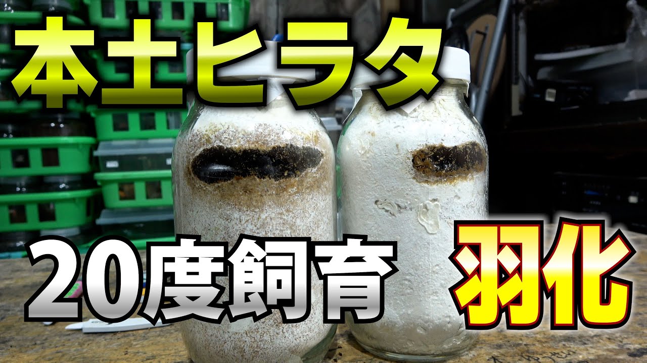 ヒラタクワガタの幼虫を20度で飼育して羽化しました