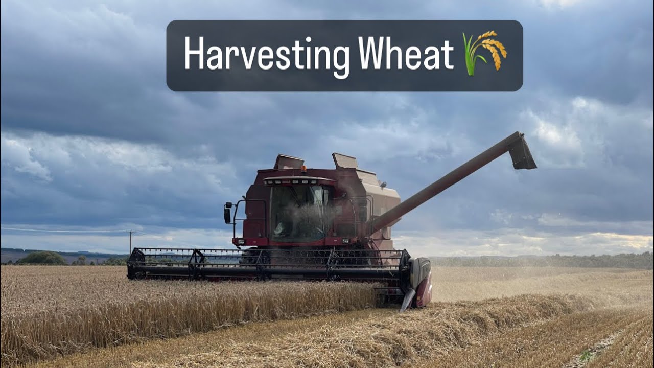 Harvesting wheat and chopping up some stubble fields