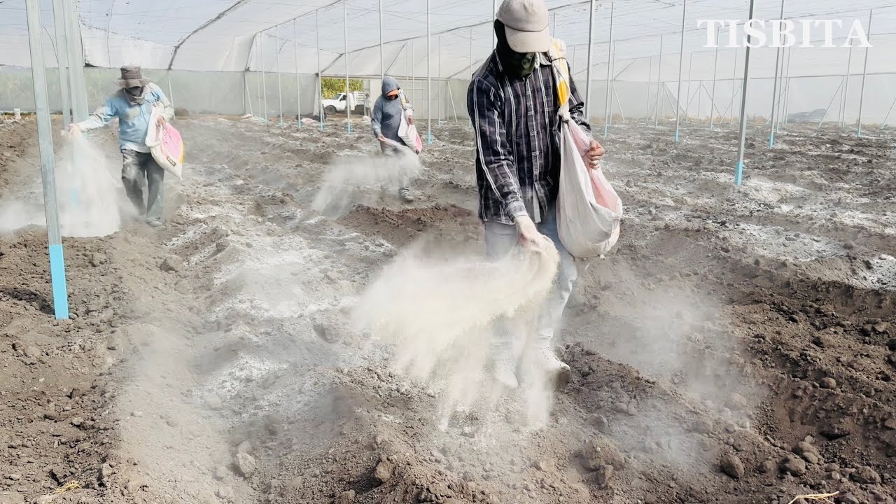 COMO PREPARAR TU TIERRA PARA LA SIEMBRA DE JITOMATE TOMATE Y PEPINO