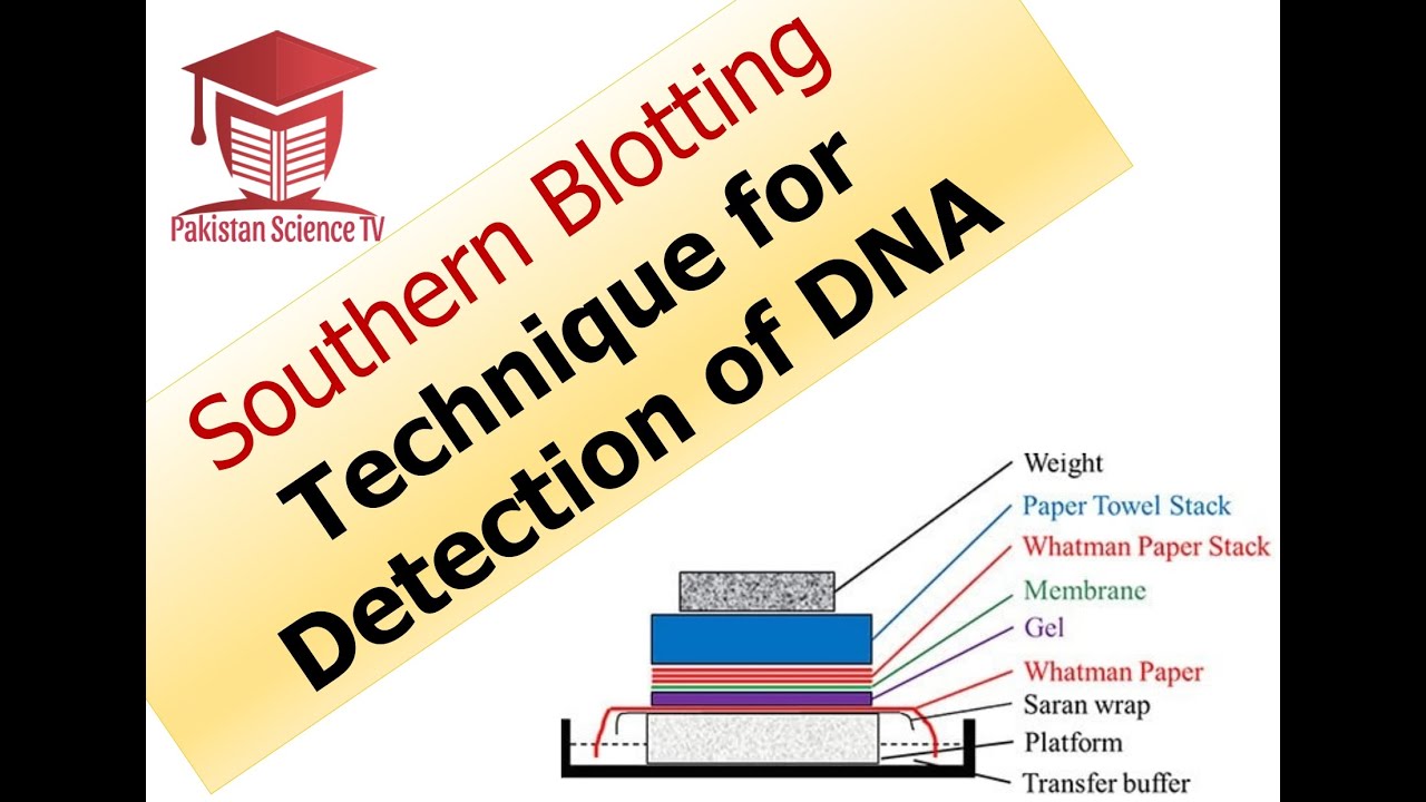 Southern Blotting