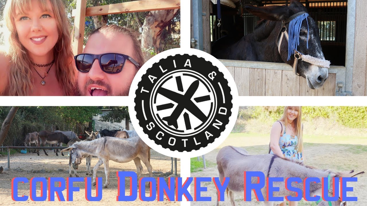Do you love Donkeys? | Corfu Donkey Rescue