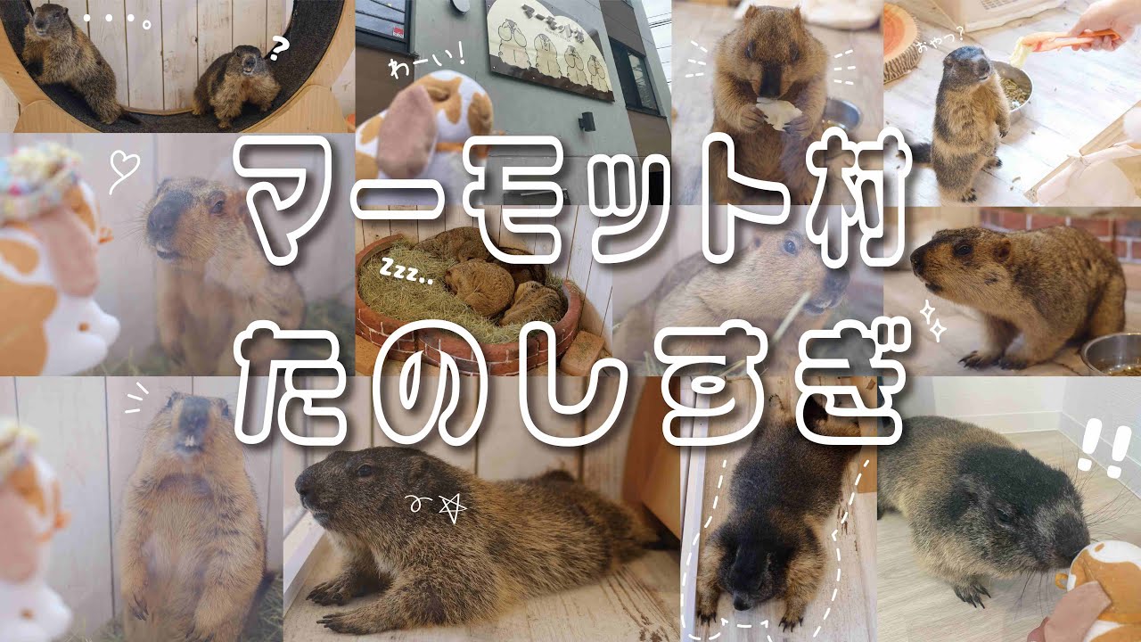 マーモット村（マーモットカフェ）に行ってきました！
