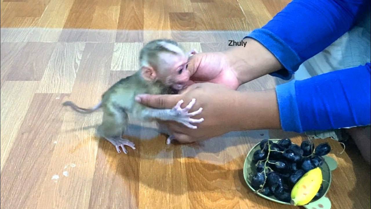 Baby Mnkey Zhuly Messs In Time For Late Night Snack