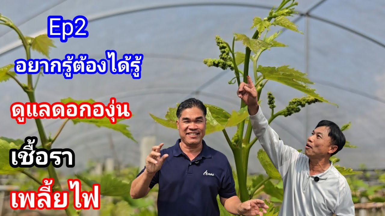 องุ่นช่วงดอกต้องดูแล!! อยากรู้ต้องได้รู้ โดย พี่สายัณห์ ไร่องุ่นเจริญทรัพย์วังน้ำเขียว
