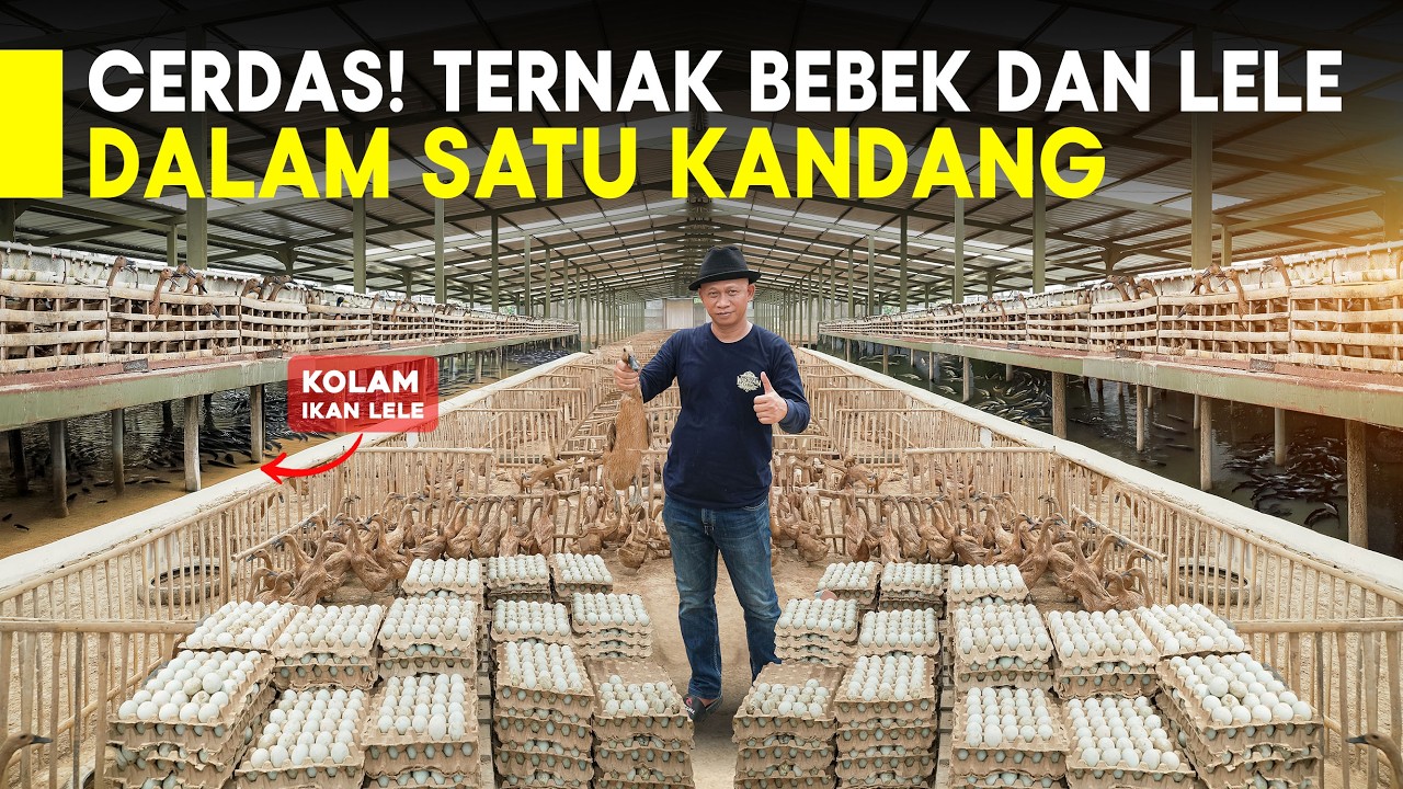 Pensiunan Cerdas! Ternak Terintegrasi Bebek dan Lele Hasil Panen Diborong Untuk MBG