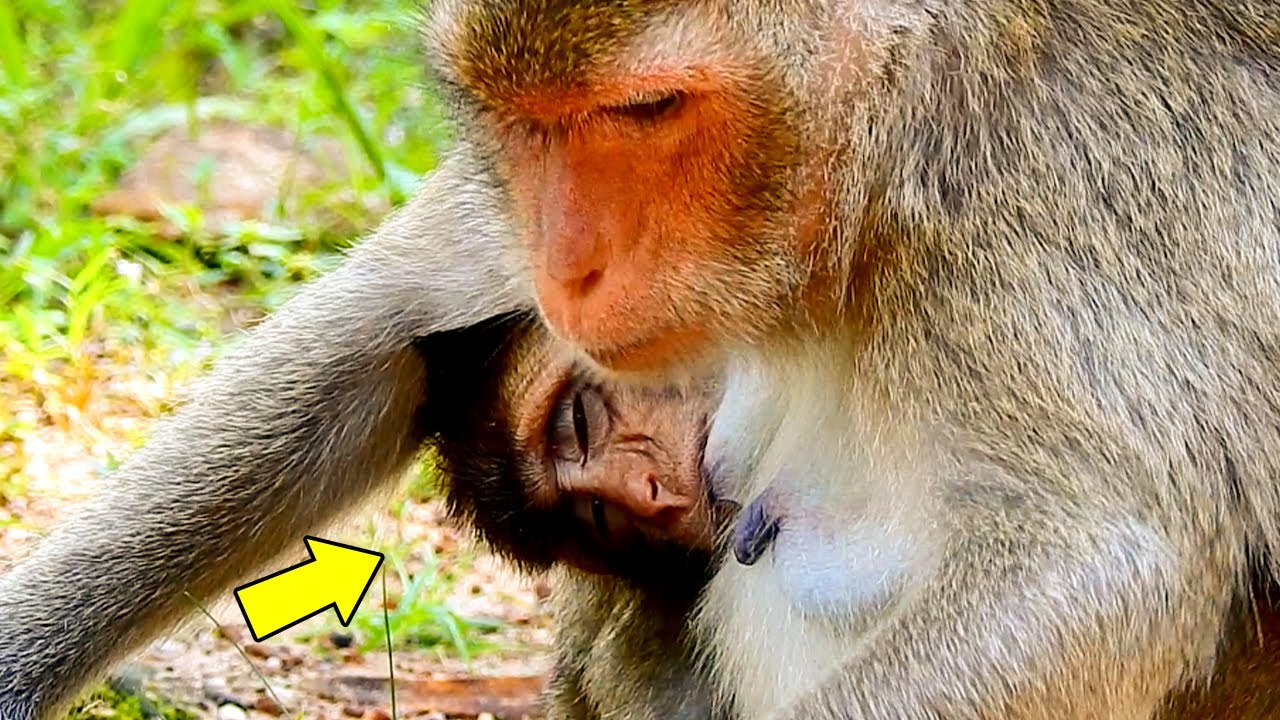 OMG.. Big Peck Monkey Stuckin-g Milk Coz Mother So Busy While in Nurse.