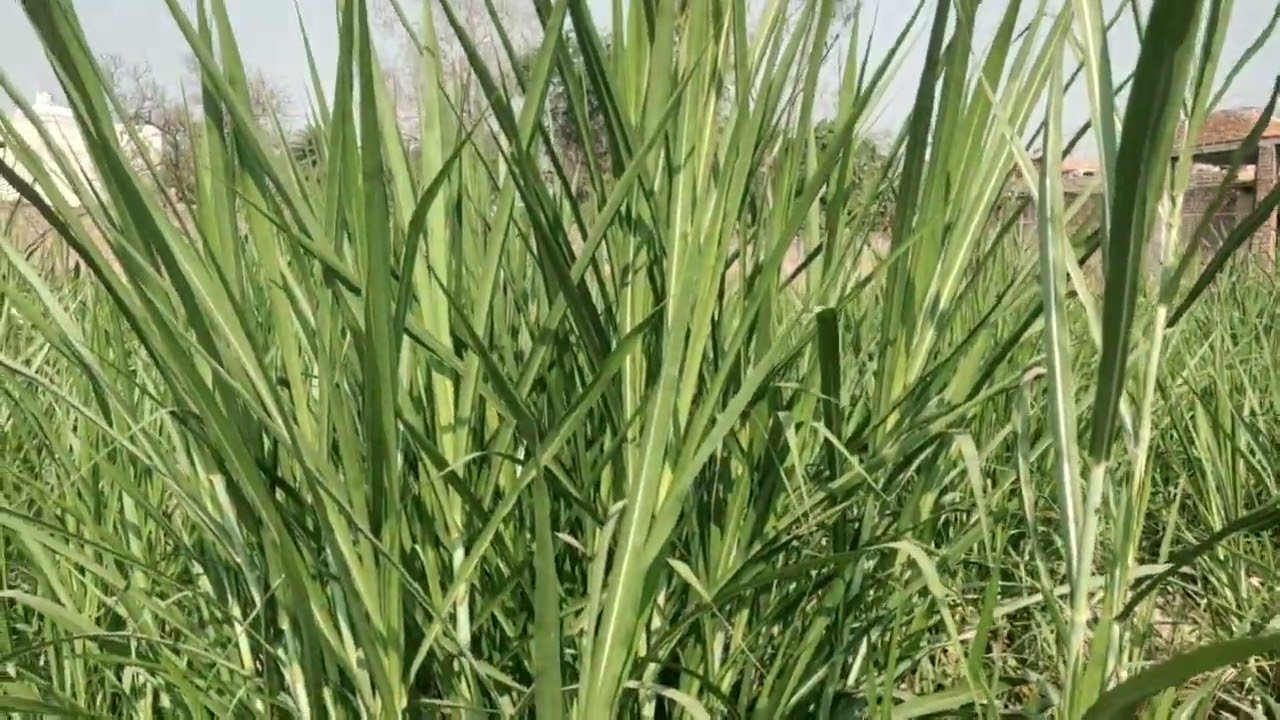 नैपियर लगाइये पूरे साल हरा चारा पशुओं को मिलता रहेगा #supernapier #napiergrass #taiwangaintkinggrass