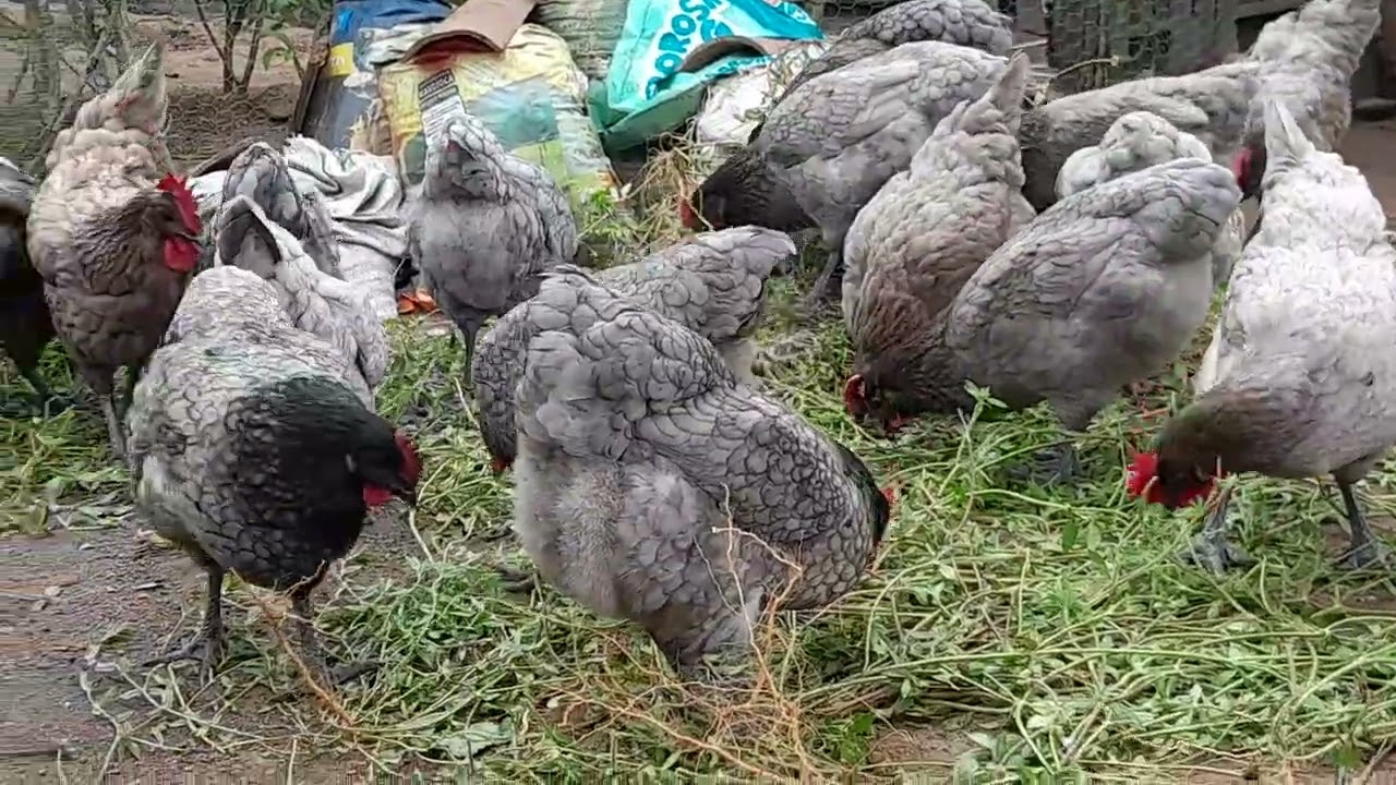 HORA DE ALIMENTAR AS GALINHAS COM O VERDE🐔🐔