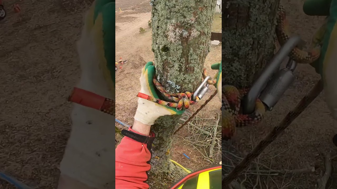 Как завешивается макушка дерева!!! #arboristika #arboristlife #chainsawman #вальщик #husqvarna#stihl