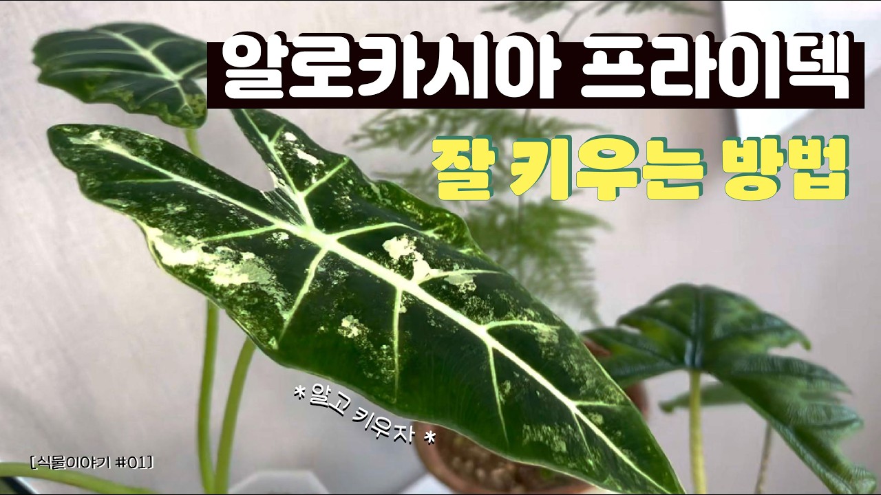 [식물이야기 01] 알로카시아 프라이덱 노하우 공개 이렇게 키워보세요 알로카시아의 모든것 분갈이, 자구번식, 벌레예방 등
