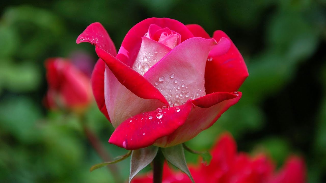 The Rose - MM