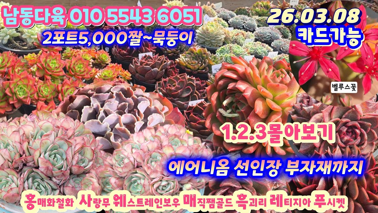 남동다육(4)5천원2포트부터 묵둥이 에어니옴 선인장 부자재 깍지약등 1.2.3한자리에서 모두보기/이쁜아가들 착해요 