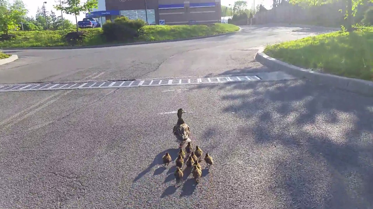 Baby duckling rescued from the drain