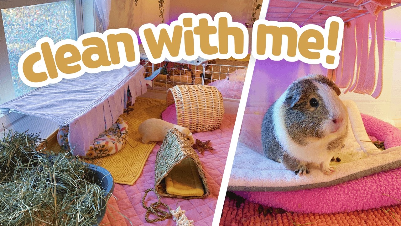Cleaning My Guinea Pig Cage In Real-Time! 🧼