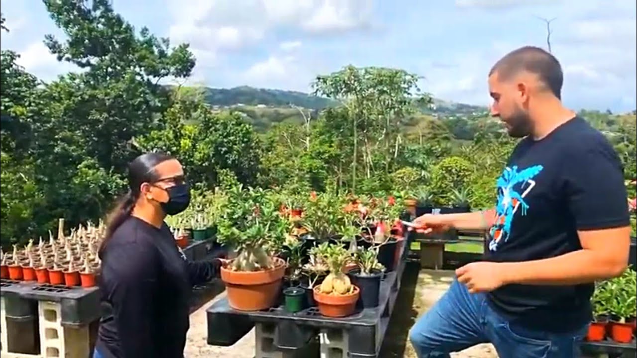 Las rosas del desierto 