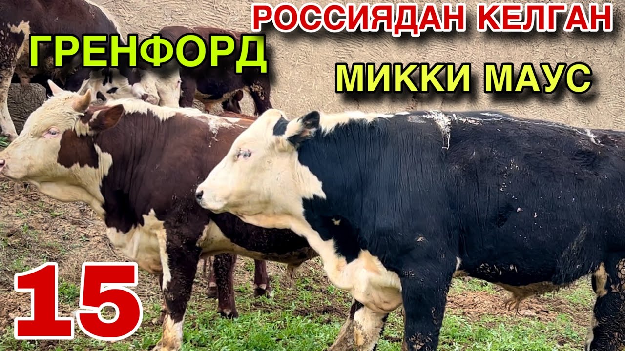 ПАСПОРТИ БОР БУЗОКЧАЛАР! ☎️+998 99 096 0046