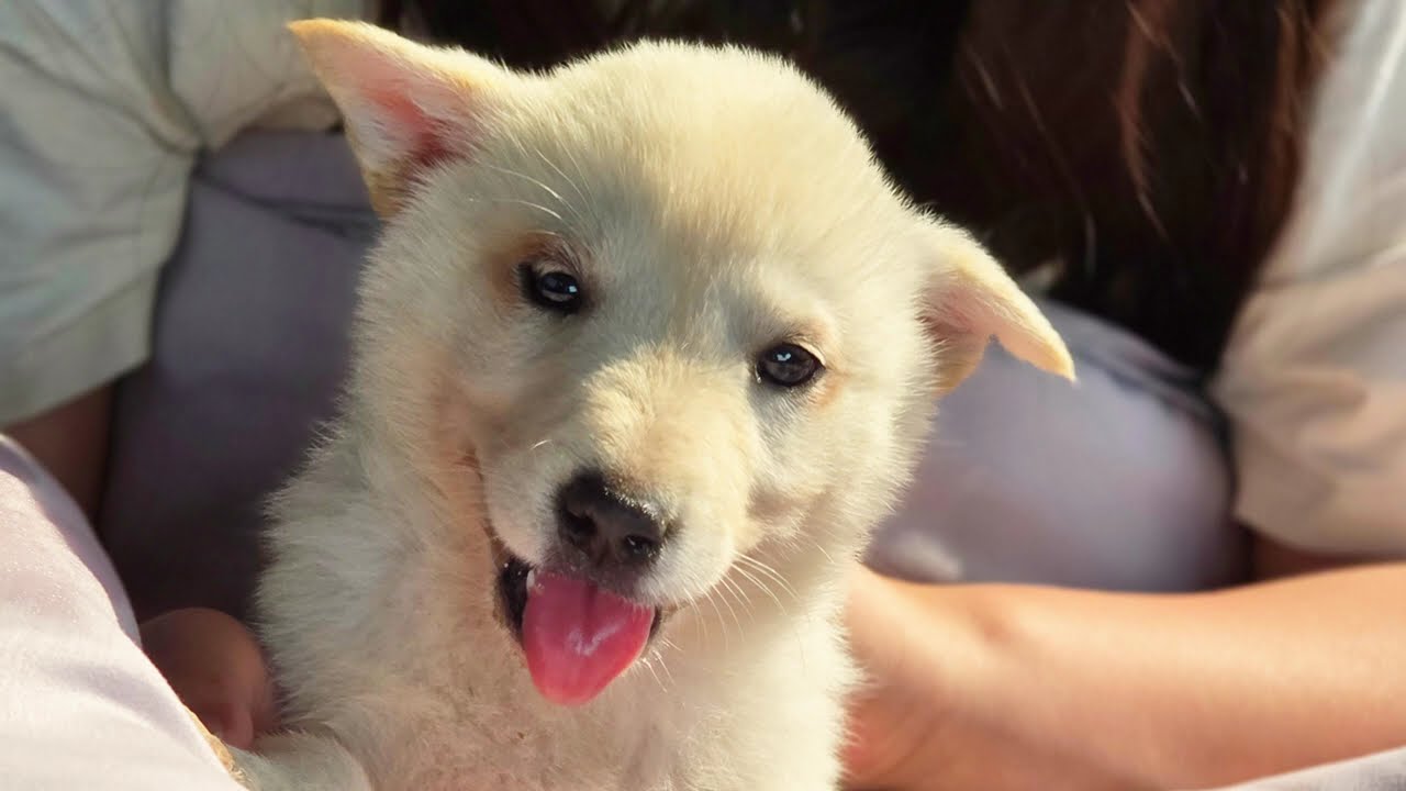 아기 진돗개 3분 힐링 영상| Baby Jindo Puppy🍼 3 Minutes of Healing