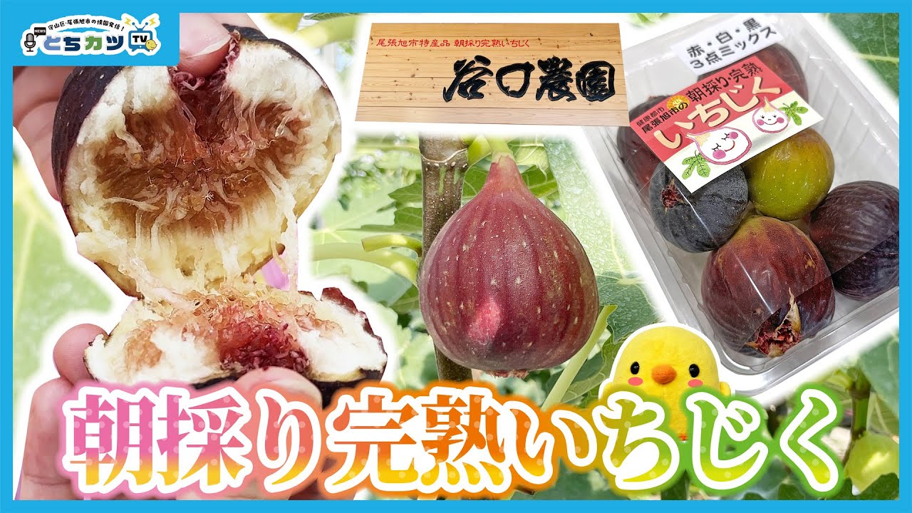 【完売御礼！】尾張旭で大人気の朝採り完熟いちじく直売所！～ジャムや甘露煮の絶品加工品～｜谷口農園直売所【とちカツTV】