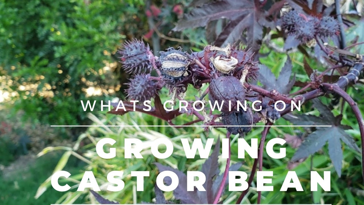CASTOR BEAN TREE IN ARIZONA- The best worst tree for your back yard.  Explosive seed dispersal!!!!