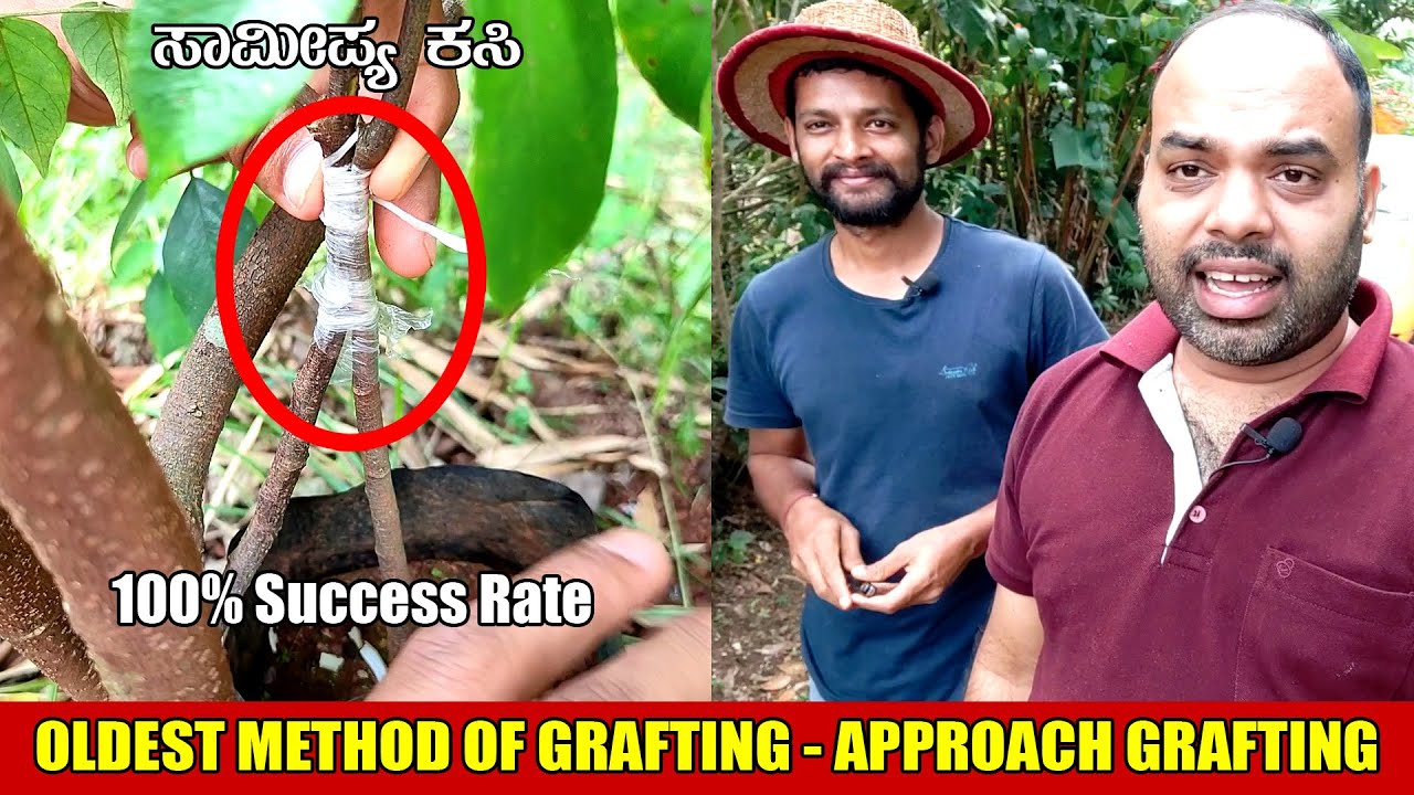 ಸಾಮೀಪ್ಯ ಕಸಿ | Oldest method of Grafting Approach Grafting | Kannada Vlogs | Mr and Mrs Kamath