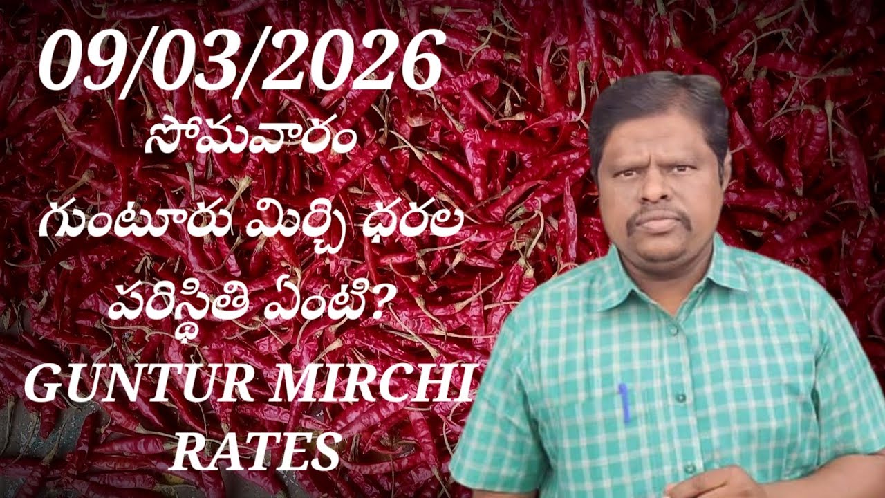 9 March 2026 GUNTUR MIRCHI MARKET RATES గుంటూరు మిర్చి మార్కెట్ ధరలు 