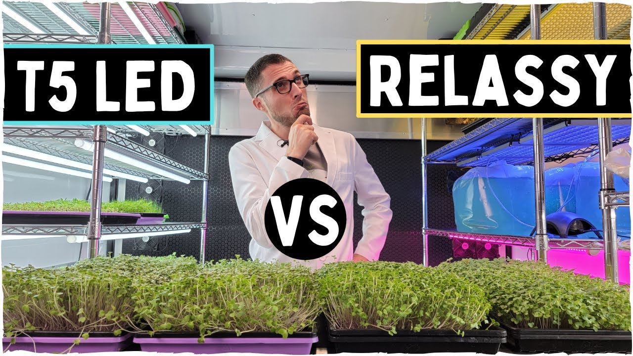 Broccoli Microgreen Lighting Test  Barrina Vs Yellow Relassy