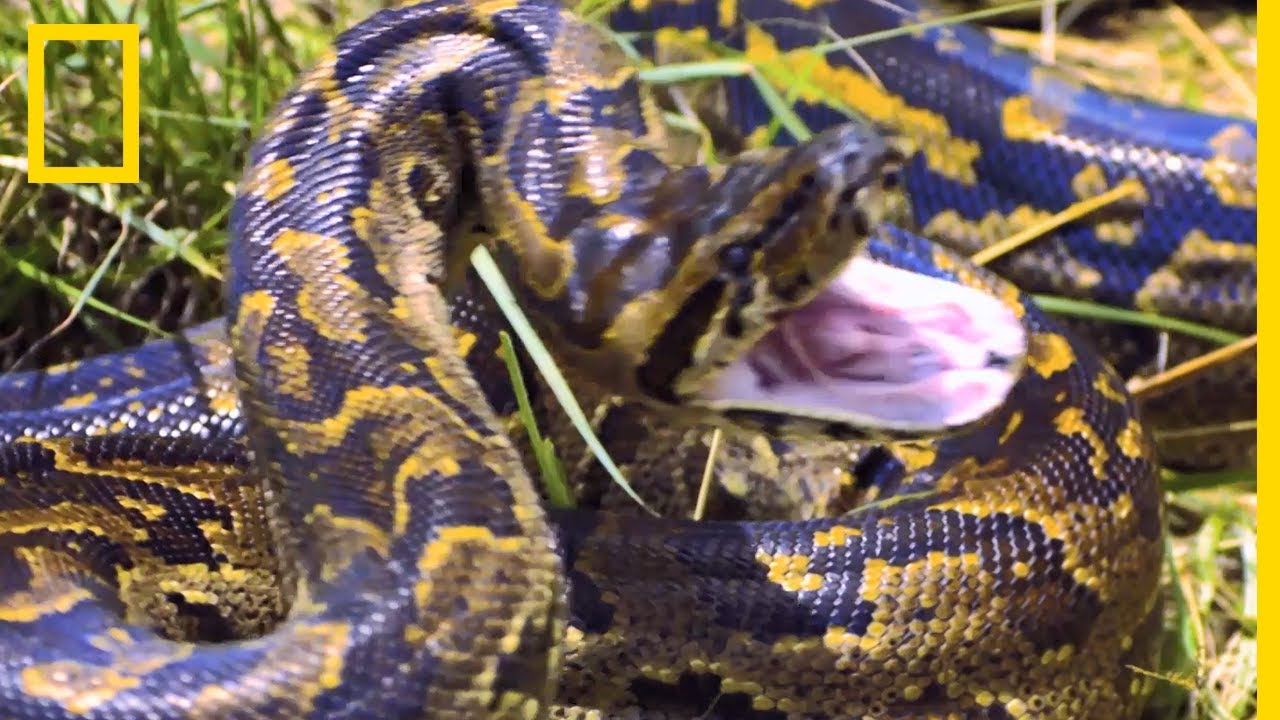 Ce serpent est le seul capable de tuer un impala
