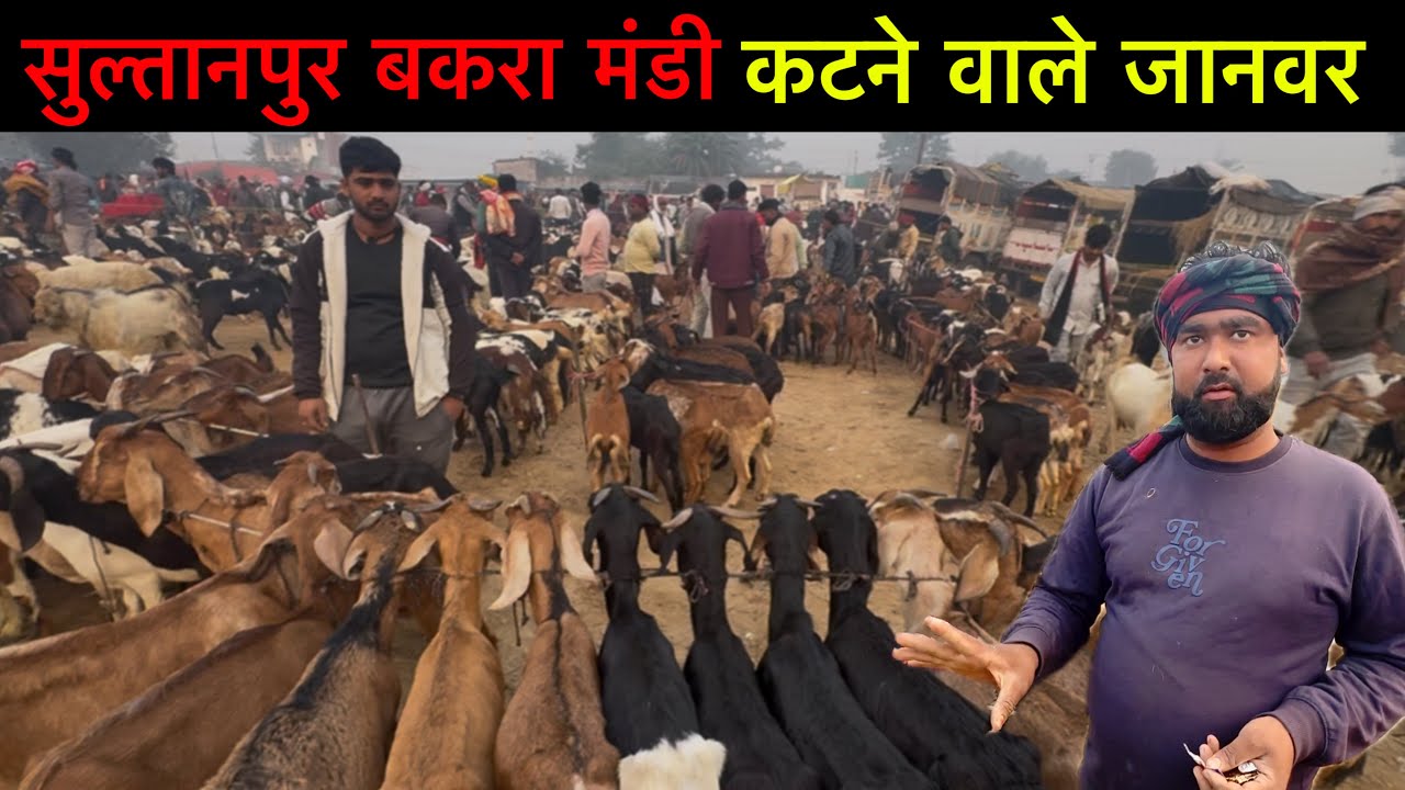कटने वाले जानवर 22/11/25 सुल्तानपुर बकरा मंडी | Sultanpur Goat Market Update UP | Ziya Vlogs 