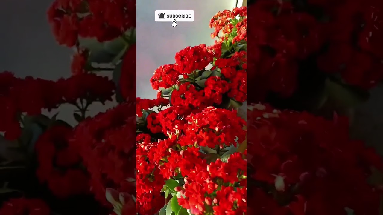 Good morning 03/02/2026 Kalanchoe garden in room 
