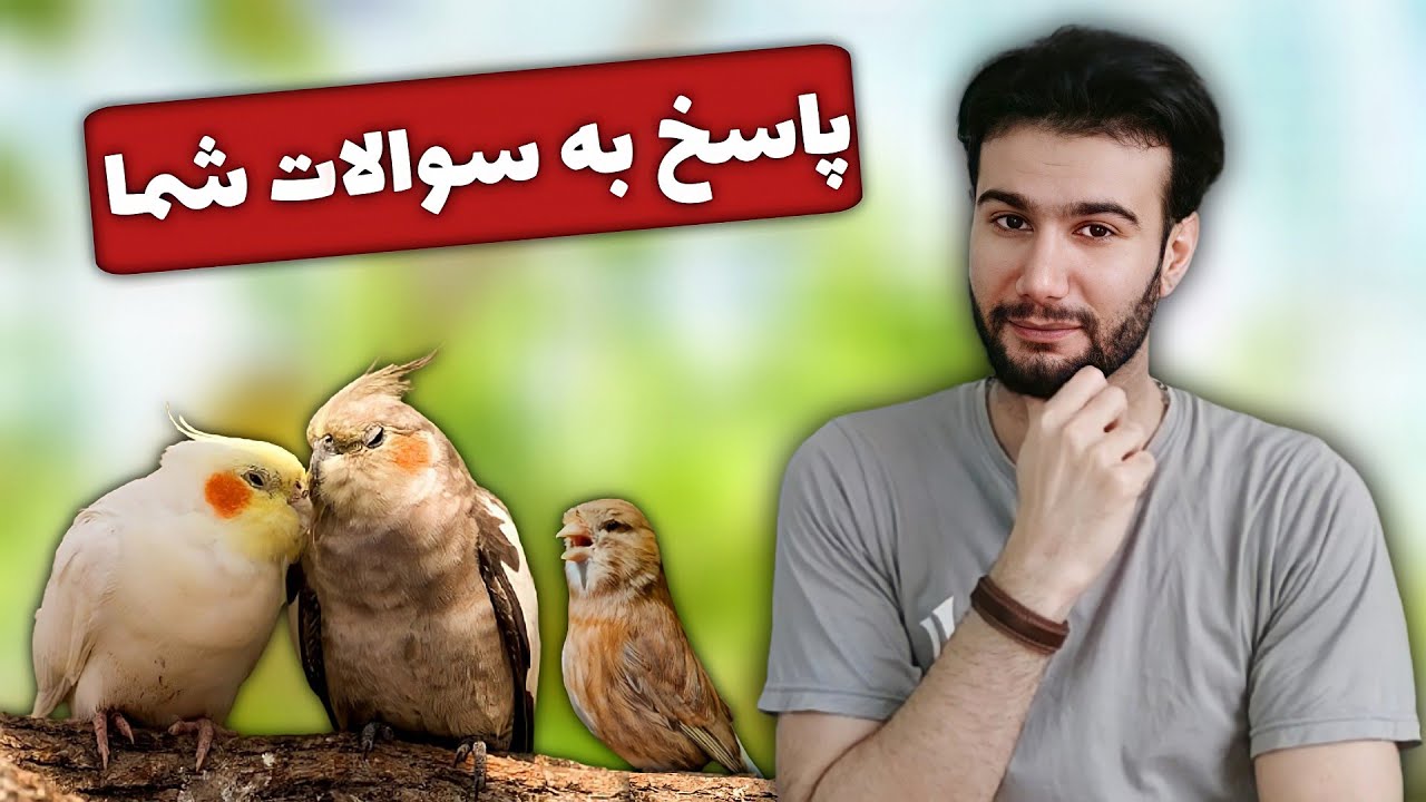 پاسخ به سوالات شما در خصوص عروس هلندی ،قناری ،مرغ عشق و سایر پرندگان