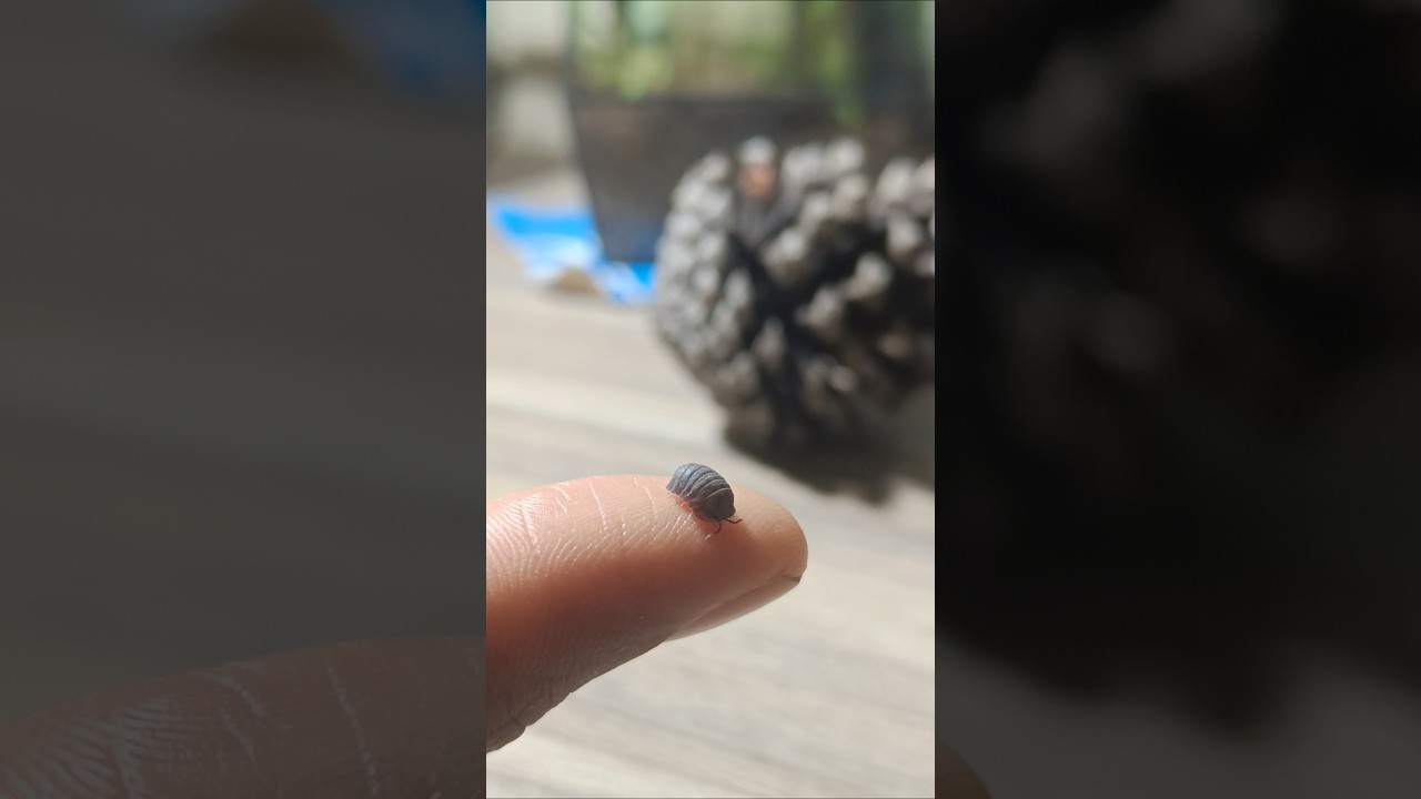Isopod aka Pillbug 