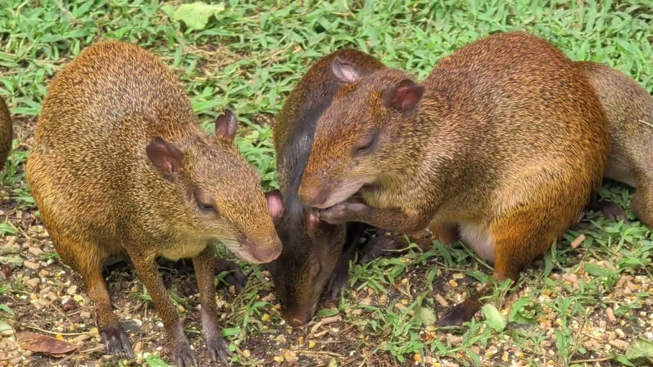 Cutias in Praça da República - Campo de Santana in Rio de Janeiro