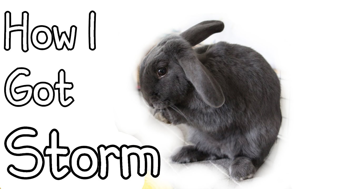 How I Got Storm