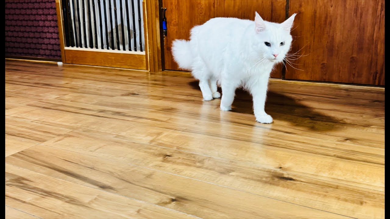 よりパパ【しゃあ猫団 ch.】 がライブ配信中！