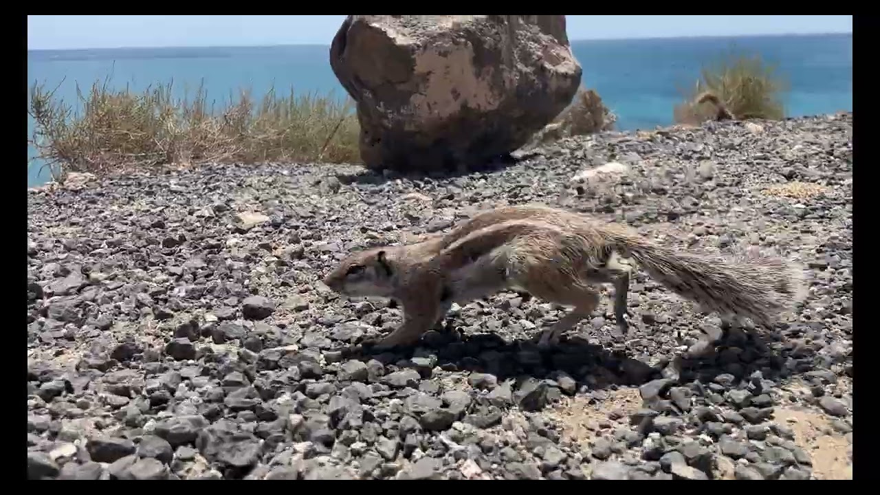 Costa Calma Fuerteventura 2023