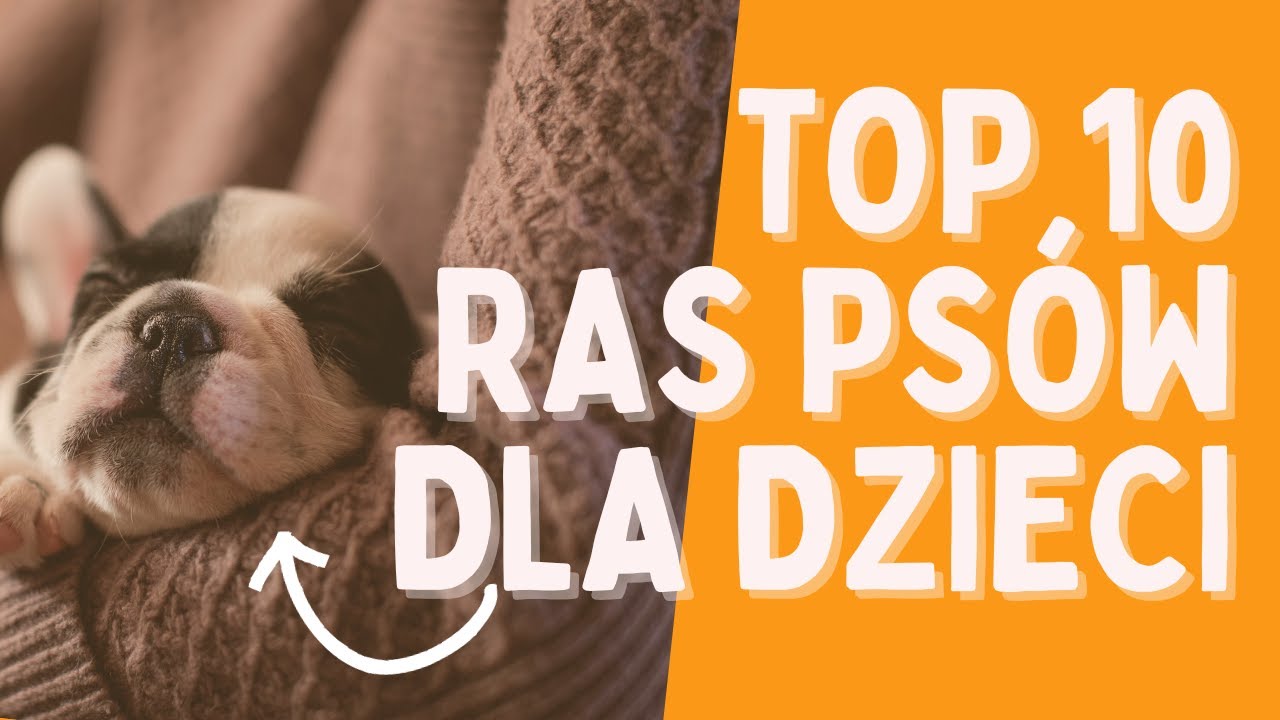 Top 10 ras psów dla rodzin z dziećmi | Jakiego psa najlepiej wybrać dla dziecka