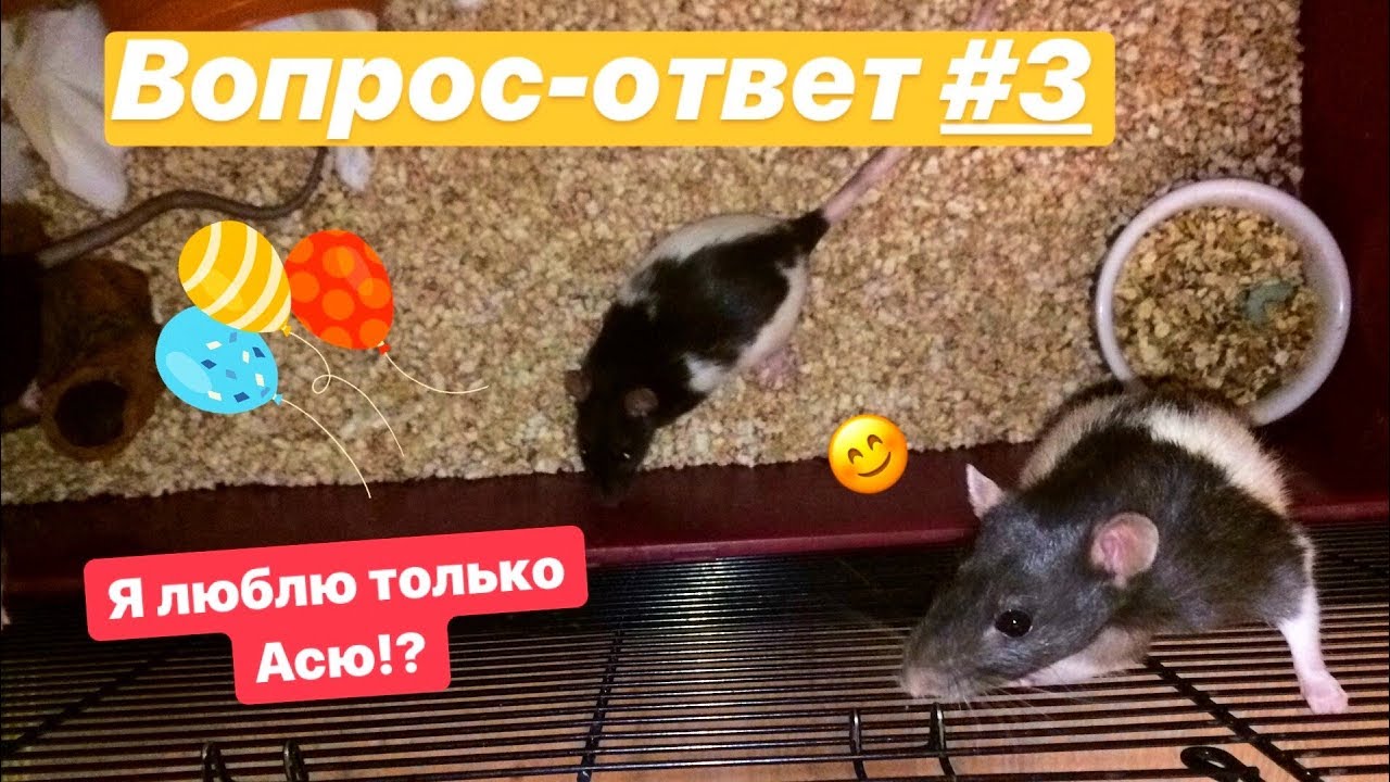 Вопрос-ответ #3 😻Я люблю только Асю?!😱