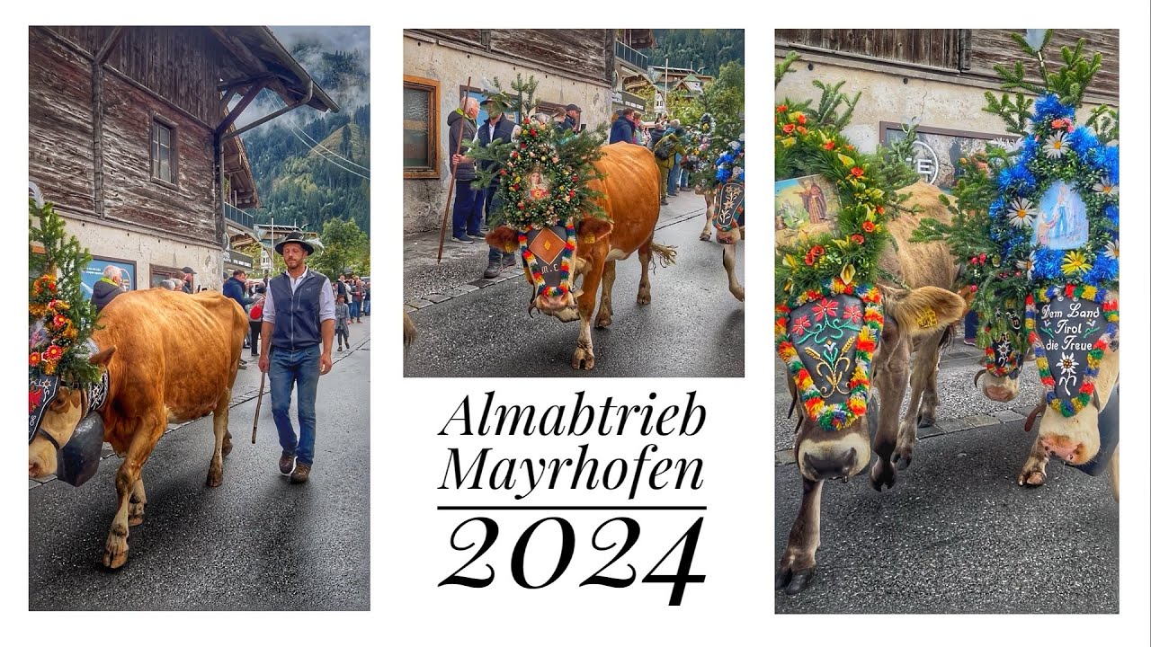 🇦🇹Almabtrieb🐮MAYRHOFEN 2024❤️🐄 (Austria, Zillertal 05.10.2024)