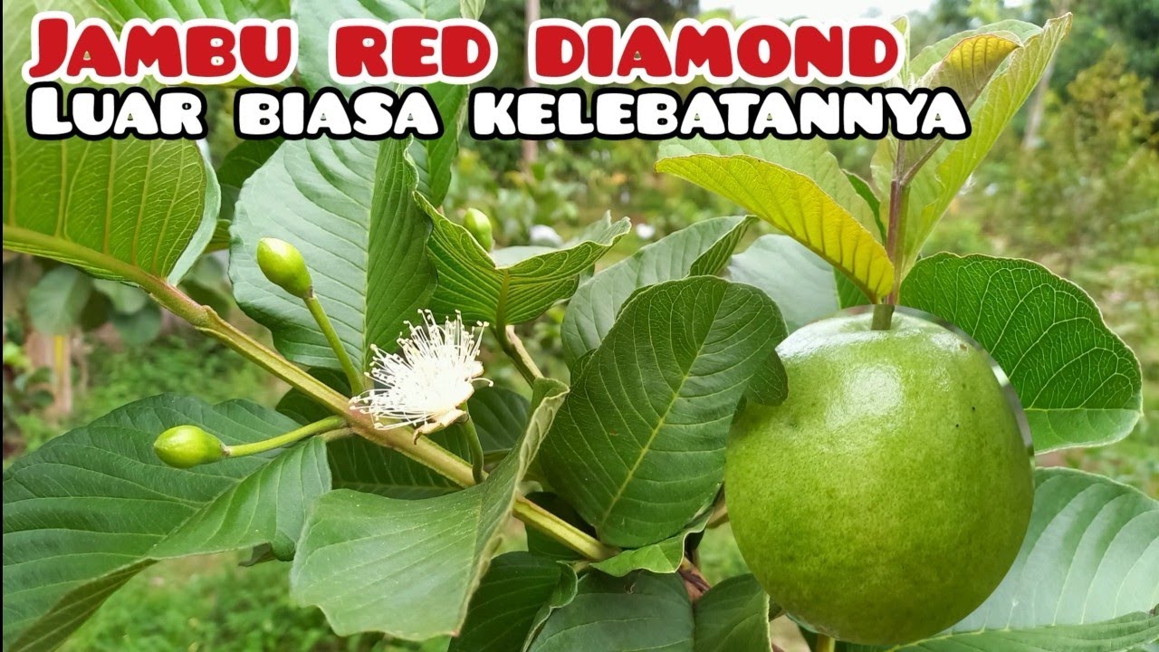JAMBU RED DIAMOND ( HONG PAUSE ) SANGAT MUDAH UNTUK DIBUAHKAN