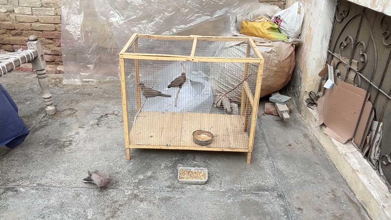 Dove visits our home #birds #dove 