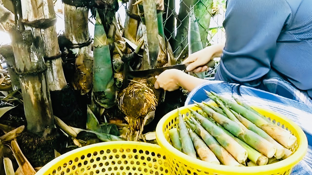 Foraging for Bamboo Shoots and Cooking the Sweetest Boiled Dish – Rural Simplicity
