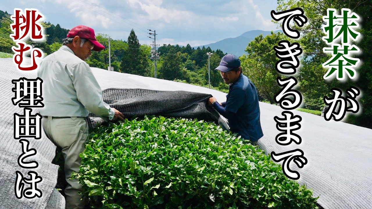 【抹茶ができるまで】てん茶製造に取り組む理由とは