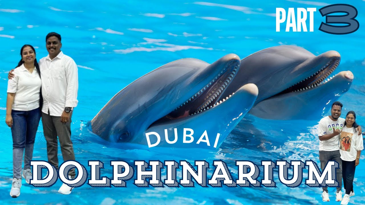 DUBAI DOLPHINARIUM | Part 3 | Seal 🦭 & Dolphin 🐬 Show in Dubai | Sea World's Dolphin Show Live