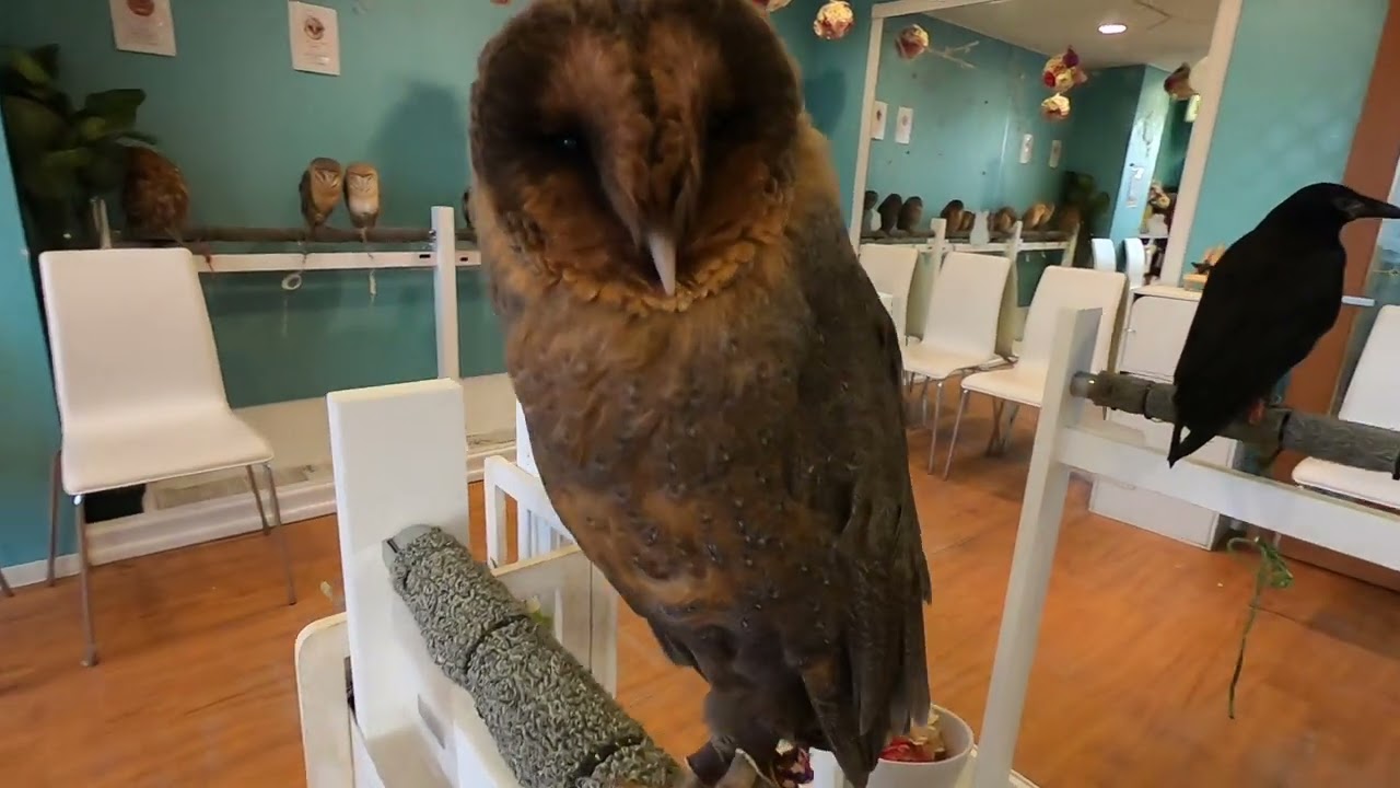 Owl Cafe 
