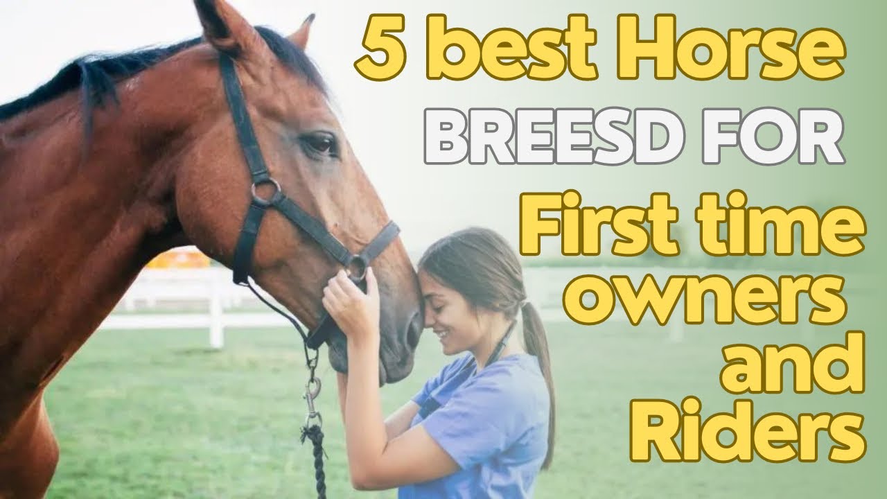 5 best Horse breeds for first time owners & riders