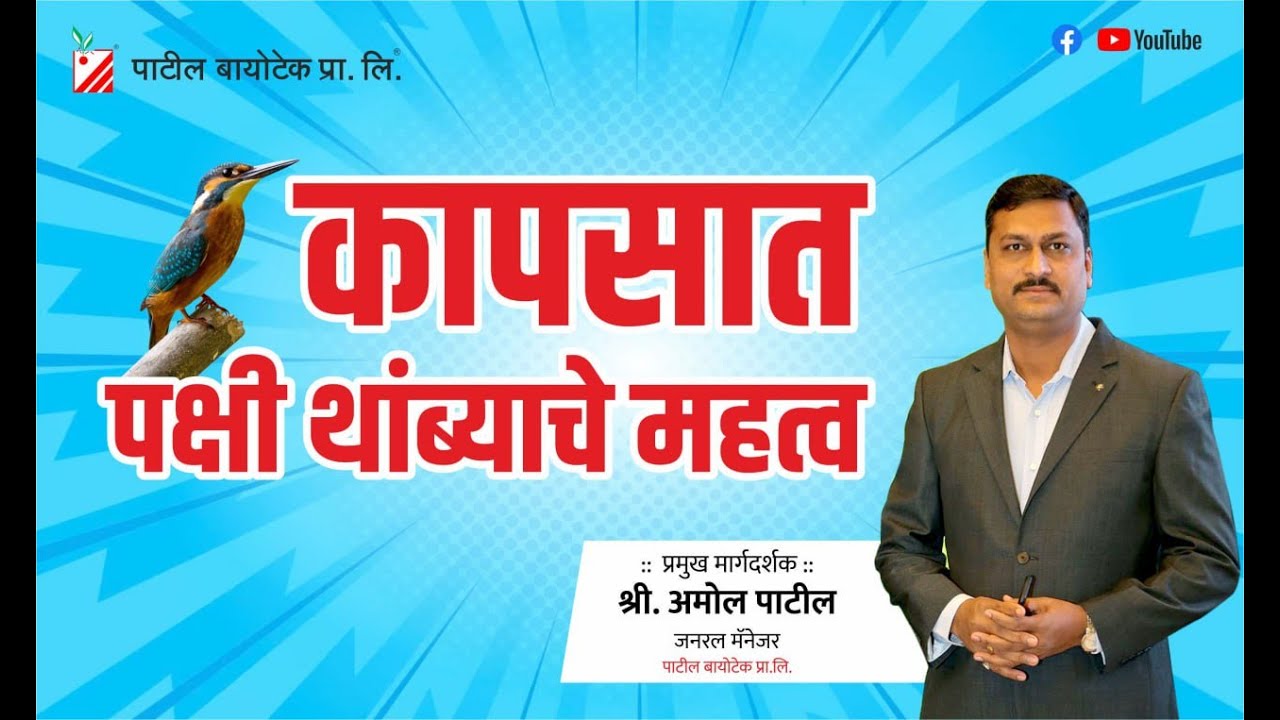 कापसात पक्षी थांब्याचे महत्व  #patilbiotech #cottonproduction